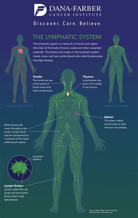 lymphatic system infographic dana farber cancer institute