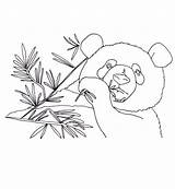 Coloring Panda Bamboo Eat Lot Utilising Button Print Grab Welcome Also Kids sketch template