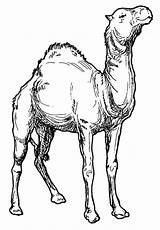 Camel Coloring Pages Kids Camels Printable Available sketch template