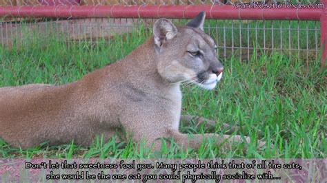 Care Bios Cassie The Cougar Youtube