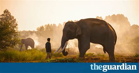 How Can Humans And Elephants Better Coexist Environment The Guardian