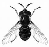 Hover Syrphidae Aurata Pra Insekter sketch template