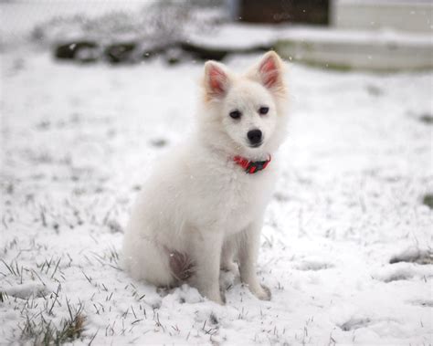 american eskimo dog hd wallpapers high definition  background