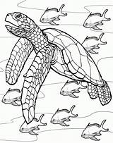 Turtle Coloring Pages Printable Toddlers Everfreecoloring sketch template