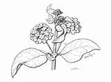 Flower Verbena Drawing Pen Floral Ink sketch template