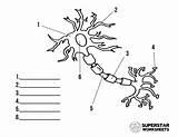 Neuron Superstarworksheets Coloring Neurons Cell sketch template