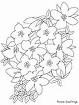 Coloring Saxifrage Purple Flowers Pages Realistic Plants Flower Ws sketch template