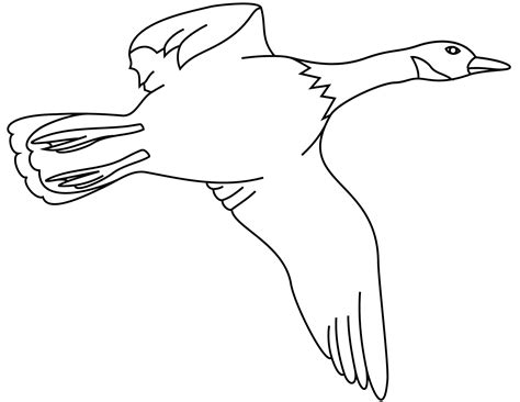 flying mallard duck  large wings  fast takeoffs coloring page