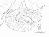 Constrictor sketch template