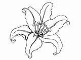 Coloring Lily Flower Pages Tiger Flowers Lilies Drawing Printable Clipart Tattoo Iris sketch template