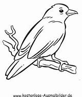 Kanarienvogel Voegel Rabe Vogel Ausmalen Ausmalbild Vögel Kuckuck Malvorlage Socke Malen Bastelvorlagen Ast sketch template