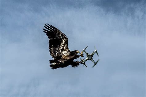 dutch firm trains eagles    high tech prey drones   york times