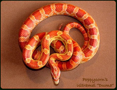 reptile lovers corn snake
