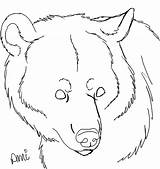 Bear Line Drawing Head Getdrawings sketch template