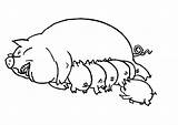 Pig Coloring Pages Pigs Printable Graphics Cliparts Clipart Drawing Animal sketch template