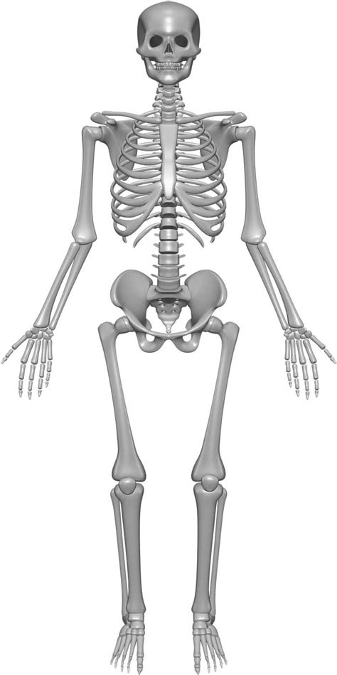skeleton system structure composition facts sciencefun