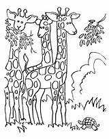 Coloring Giraffe Pages Print Eating Printable sketch template