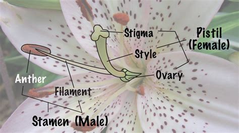 male  female plant melinda myers