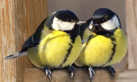 Nian On Twitter A Pair Of Great Tits
