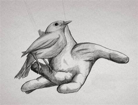 9 Bird Drawings Art Ideas Free And Premium Templates