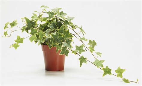 house plant therapy  air purifying plants