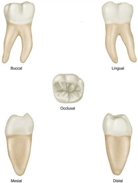 permanent mandibular molars pocket dentistry