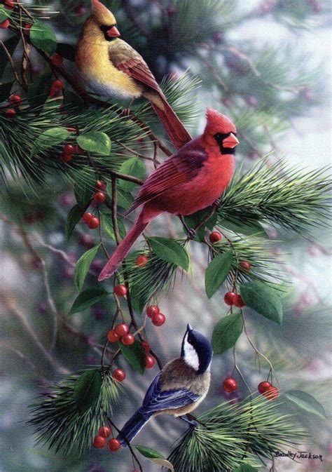 Christmas Birds Birds Pinterest Christmas Bird Bird