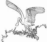 Spoonbill Colouring Pages Coloring sketch template