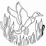 Rata Colorat Planse Desene Mallard Ducks Cheie Cuvinte Animale Domestice Educative Dabbling Trafic sketch template