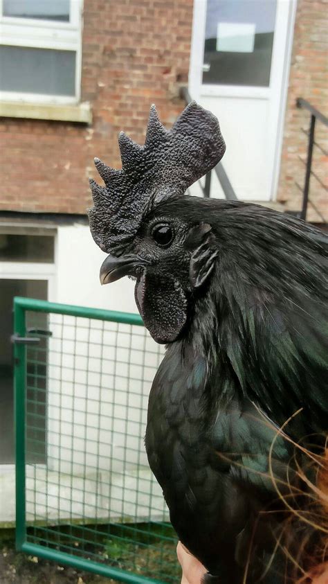 My Friend S Rooster Looks Like It Took A Bath In Oil
