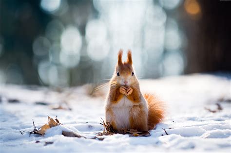 animal snow wallpapers top  animal snow backgrounds wallpaperaccess