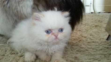 teacup persian kittens  sale adoption  selangor ampang jaya  adpostcom classifieds