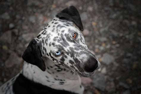 dalmatian dog breed facts  personality traits