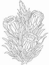 Protea Neriifolia sketch template