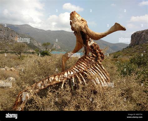 decomposing animal  res stock photography  images alamy