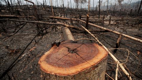 brazil rate  deforestation  amazon rainforest  highest level   years dynamite news