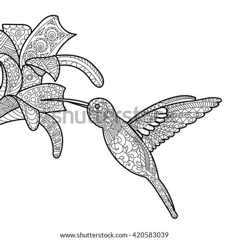 hummingbird flower coloring book adults vector stock vector