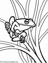 Frog Coloring Pages Tree Print Outline Realistic Jumping Drawing Kermit Printable Color Frogs Clipartpanda Clipart Green Getdrawings Cartoon Kids Getcolorings sketch template