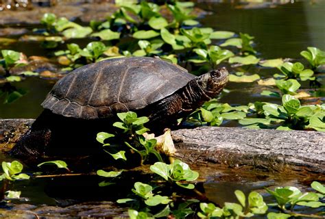 turtle pictures western pond turtle actinemys marmorata  emys