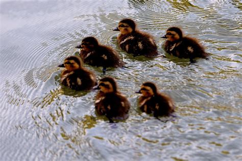 Duck Penises Get Bigger When They Are Surrounded By Other