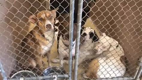 harris county animal shelter  full capacity abc houston