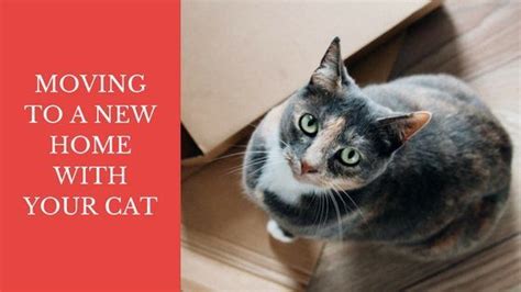 moving    home   cat cats cat mom cat care
