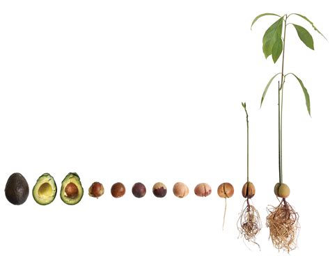 The Best 8 Avocado Seed Growing Stages Aboutdowncolors