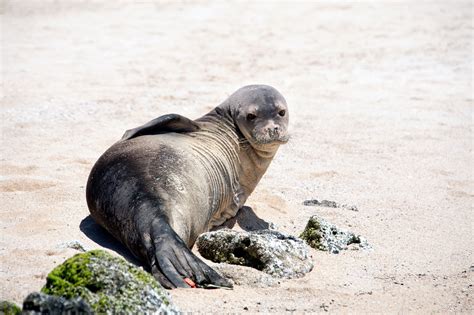 hawaiian monk seal facts