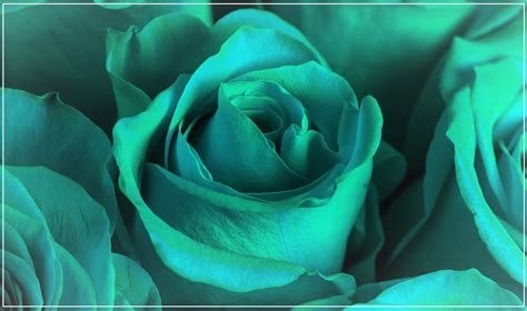 A Close Up View Of Teal Roses Cchc