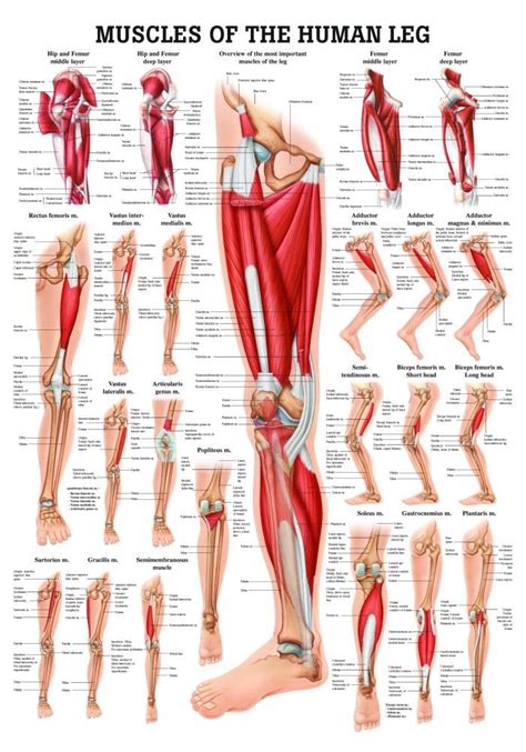 Anatomy Of The Leg Muscles Anatomy For Artists Lower Body