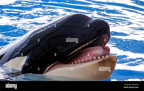 orca underwater  res stock photography  images alamy