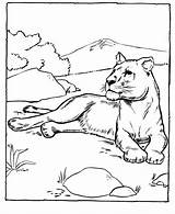 Lioness Kolorowanki Lwica Felinos Leoa Lwy Kolorowanka Dzieci Pokoloruj Zwierzęta Dzikie Honkingdonkey Onças sketch template