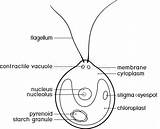 Chlamydomonas Euglena Struktur Titeln sketch template
