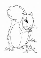 Squirrel Coloring Allfreekidscrafts Coloringbay sketch template